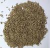 Turpan green cumin seeds