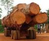 Grade A African Hardwood Timber Logs and sawn Lumber