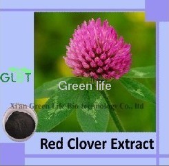 Red Clover Extract isoflavones