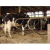 Farm Equipment Cattle Free Stall