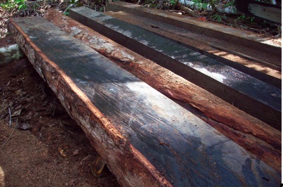 ebony wood, sawn logs and timber