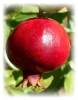 Pomegranate Juice concentrate