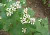 Roasted buckwheat kernel