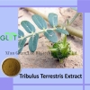 Tribulus Terrestris Extract