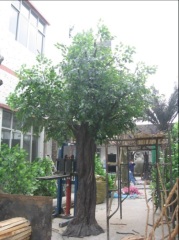 decoration ficus tree 10