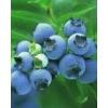 Blueberry Anthocyanin