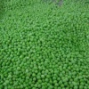 Frozen Green Pea