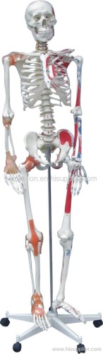 Human Skeleton