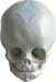 Human Infant Skull
