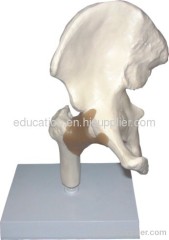 Human Hip Joint