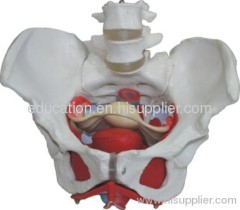 Female Pelvis with Muscles and Organs