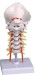 Human Cervical Spinal Column