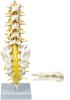Lumber Vertebra Sacrum Bone with Spinal Nerves