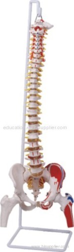 Flexible Spinal Column with Femur, Muscel Marked