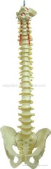 Classic Flexible Spinal Column