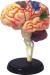 Advanced Human Brain