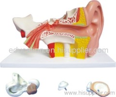 Human Ear