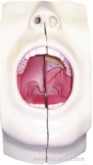 Model of Oral Cavity