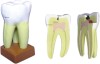 Model of Teeth