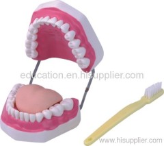 Teeth Care Model