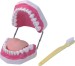 Teeth Care Model