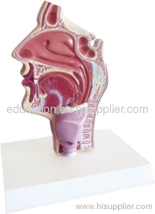Dissection Model of Nasal Cavity