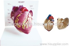 Human Heart Model