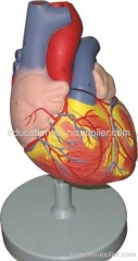 Human Heart Model