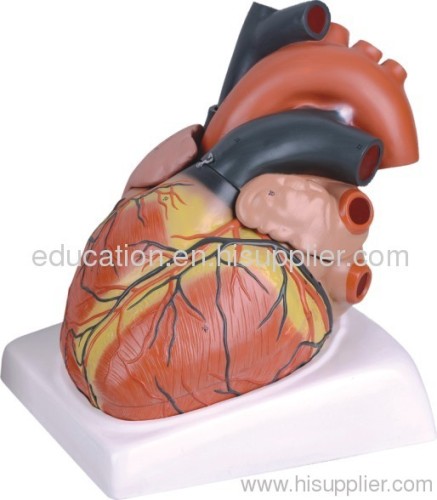 Human Heart Model