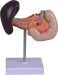 Model of Spleen with Pancreas and Duodenum