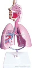Model of Respiratory Syetem