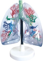 Model of Transparent Lung Segments