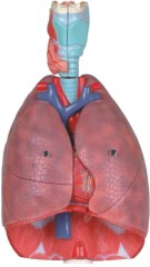 Respiratory System Model