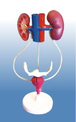 Model of Female Urogenital System