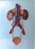 Model of Male Urinary System