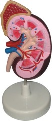 Dissection Model of Kidney