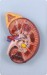 Deluxe Kidney with Adrenal Gland