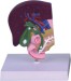 Model of LIver