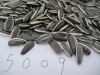 long big size sunflower seeds 5009