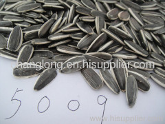 long big size sunflower seeds 5009
