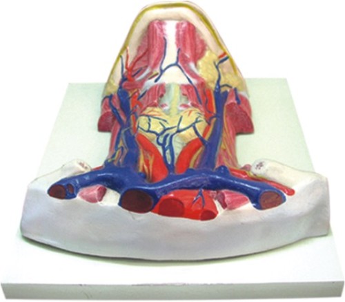 Regional Dissection Model of Muscles in Cervix