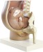 Pelvis with Uterus in 9th Month of Pregnancy
