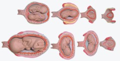 Fetus Development Model Set