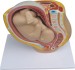 Human Female Pelvis Section