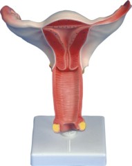 Female Internal Genital Organ