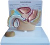 Model of Male Pelvis