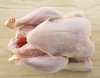 Frozen Halal Whole Chicken