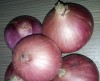 Supply China fresh onions