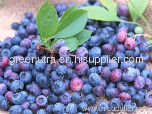 Blueberry Extract Powder