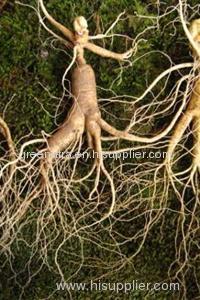 American Ginseng Extract Powder